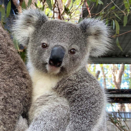 Jaz the Koala