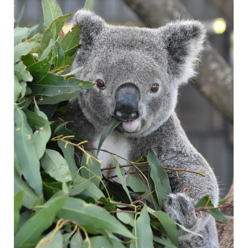 Baz the Koala